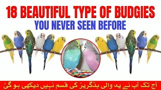 TYPES OF BUDGIES l Rare Budgies l Budgies Types l Budgies l Budgies Colors l birdiesdodo [upl. by Stephens]