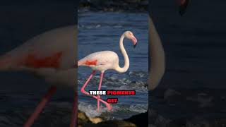 Flamingos The Surprising Truth About Their Pink Color 🦩 shorts flamingo facts animals wildlife [upl. by Enovi909]