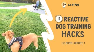 11 Reactive Dog Training Hacks Walking a Dog Who Barks amp Lunges [upl. by Romano]