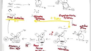 Cardiac Cycle  Easiest and Most explained [upl. by Ledeen516]