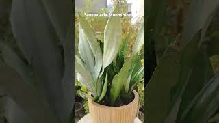 Sansevieria Moonshine shortfeed houseplants shortsvideo relaxingmusic relaxing [upl. by Magel691]