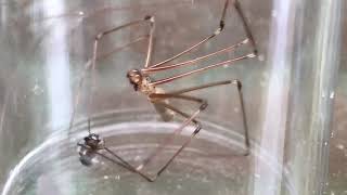 Daddy long leg spider vs little jumping spider [upl. by Theone]