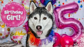 Happy Birthday Kira The Husky 🎂 5 Years Old [upl. by Omlesna108]