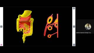 Embriología Gastrointestinal [upl. by Renelle]