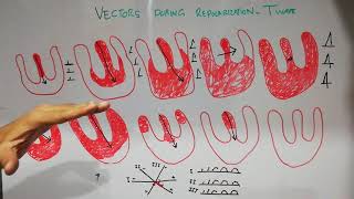 CVS physiology 30 Vector analysis during repolarization of the ventricles ECG basics for students [upl. by Atinev]