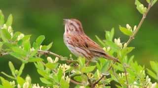 Song Sparrow Singing [upl. by Wilie687]