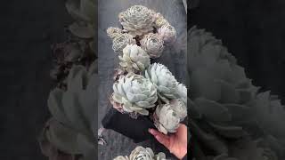 Echeveria Onslow succulent plants garden cactus shots [upl. by Latea]