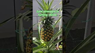 Pineapple Finally Turns Yellow pineapple hydroponics diy learning homegarden soon food yummy [upl. by Ydnam]