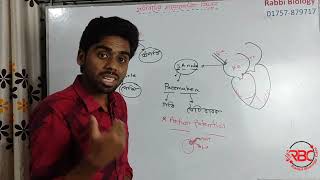 14হার্টবিটের মায়োজেনিক নিয়ন্ত্রণ  Myogenic Control of Heart  HSC  Admission [upl. by Evslin790]