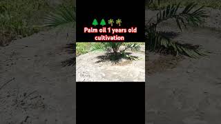 Palm oil 1 years old cultivationhttpsyoutubecomcultivation1si7pJNG8XKoSLsfgJU [upl. by Afnin]