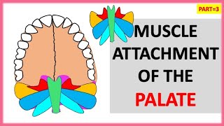 PART3 MUSCLE ATTACHMENT OF THE PALATE  SOFT PALATE  NEET MEDICAL dentalcafe4331 [upl. by Eikcuhc]