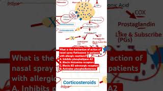 Mechanism of action of nasal spray fluticasone in patients with allergic reactions [upl. by Palila]