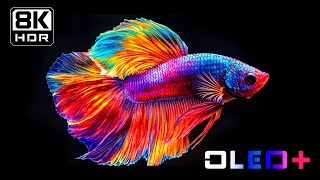 BEST OF OLED  Amazing Scenes in 8K HDR  Dolby Vision™ [upl. by Aniraad]