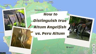 How to Distinguish true Altum Angelfish vs Peru Altum [upl. by Ahrens]