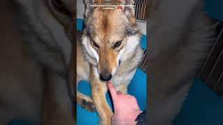 The lucky wolf was helped and adopted by a kind boy cuteanimals wolf cute cutewolf shorts [upl. by Ajram]