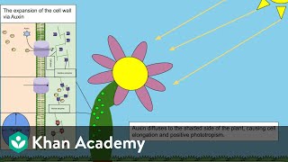 Plant Growth Promoters  Plant Growth and Development  Biology  Khan Academy [upl. by Garwin43]