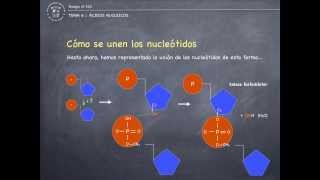 Tema 6 II  Ácidos nucleicos [upl. by Beker361]