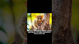 FAKTA TARSIUS [upl. by Laurene491]