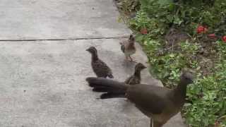 Plain Chachalaca juveniles [upl. by Nnyluqcaj66]