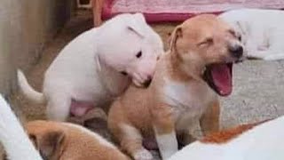 Videos De Risa De Animales 2023  10 Momentos Más Divertidos Perros del Año 😂 [upl. by Beale801]