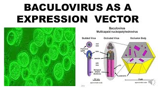 BACULOVIRUS EXPRESSION SYSTEM [upl. by Yoong]