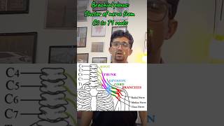 Brachial plexus mbbs humananatomy education humanbody [upl. by Locin]