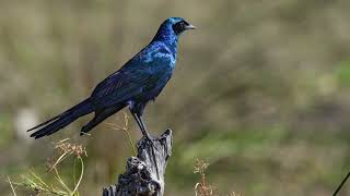 The sound of a Burchells starling [upl. by Araiek]