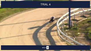 Perry Barr Trials on 14th September 2024 [upl. by Llydnek]