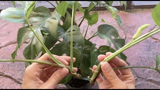 How to propagate Rhaphidophora tetrasperma mini monstera  water vs moss experiment [upl. by Pyle]