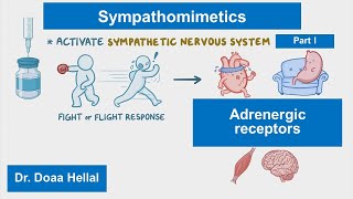 Sympathomimetics part I introduction adrenergic receptors [upl. by Aleyak]