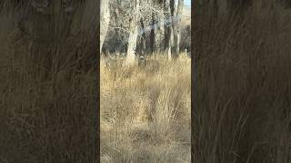 Lots of Bucks Here muledeer wyoming shortsviral [upl. by Surovy451]