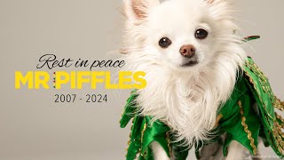 Mr Piffles canine companion to Las Vegas headliner Piff the Magic Dragon dies [upl. by Cinamod]