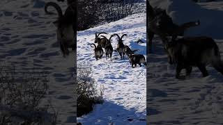 🇪🇸 Gredos 🇺🇸 Gredos ibex gredos ibex wildlife animals nature hiking tourism spain [upl. by Wendall]