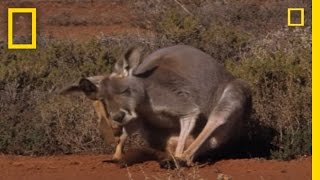 Kangaroo Birth  National Geographic [upl. by Ggerc270]