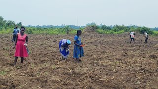 Mastering Watermelon Farming Planting Tips Best Fertilizer to Use and Optimal Spacing [upl. by Rawna]