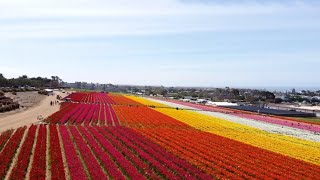 Carlsbad Tulip Flower Fields in Full Bloom  Opening Week  Part 2 [upl. by Nylekoorb388]