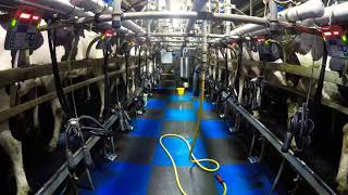 Time lapse milking in a 16x16 Fullwood herringbone parlour [upl. by Hareehahs190]