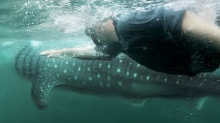 PLONGÉE AVEC UN ÉNORME REQUIN BALEINE  Cyril Chauquet [upl. by Oiram]