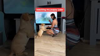 quotTeaching My Puppy Paw Tutorialquot [upl. by Kimmie]