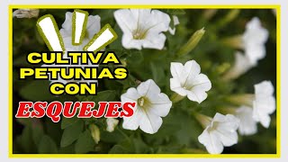 PROPAGAR PETUNIAS POR ESQUEJES💯 PETUNIAS CUTTING 🌷🌷 [upl. by Dickens]