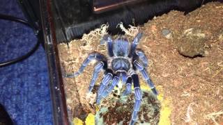 34 Molts Including ASeemanni Blue [upl. by Massimo]