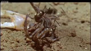 Ants Attenborough Life in the Undergrowth BBC [upl. by Llirred]