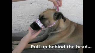 How to make a dog muzzle [upl. by Aronoh]