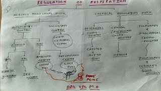 Regulation of respiration 1  TCML [upl. by Liatrice]