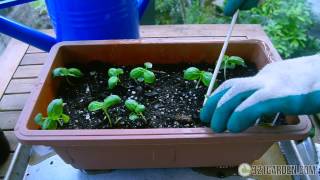 Secrets to Planting Basil at Home Complete Guide [upl. by Ahsahtan546]