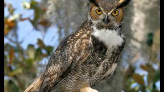 51 Owl Great Horned Chitter call [upl. by Neelyahs]