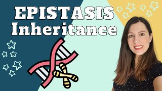 EPISTASIS Alevel Biology Inheritance Genetic crosses showing how one gene masks another [upl. by Enylekcaj]