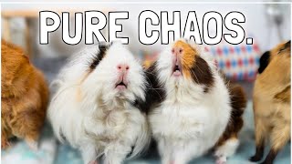 The Reality of Owning Guinea Pigs [upl. by Ecyob]