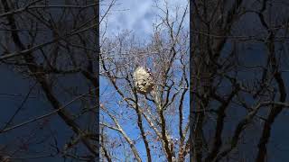 Autumn Surprise Massive Wasp Nest Uncovered in Michigan’s Bare Trees [upl. by Otter860]