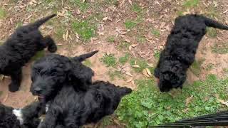 Barbet Puppies [upl. by Ennaihs]